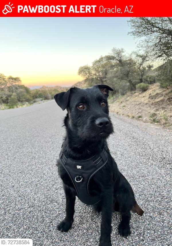 Lost Male Dog last seen Rock Cliff Blv , Oracle, AZ 85623