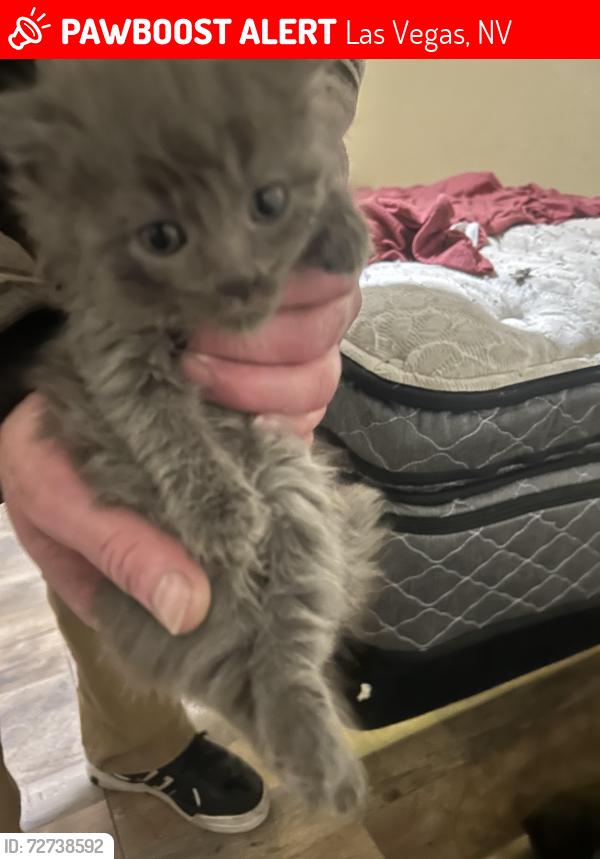 Lost Male Cat last seen Silverstream and rainbow blvd, Las Vegas, NV 89107