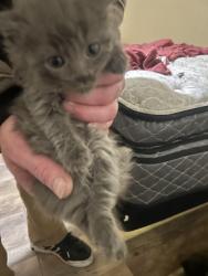 Lost Male Cat last seen Silverstream and rainbow blvd, Las Vegas, NV 89107