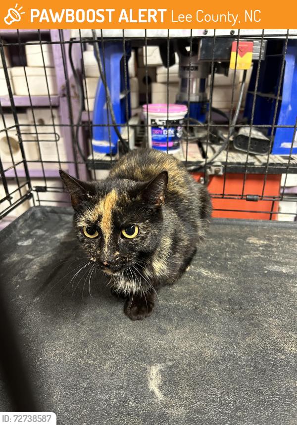 Found/Stray Female Cat last seen St Andrews Church Rd & Swanns Station Rd, Lee County, NC 27332