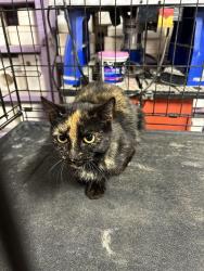 Found/Stray Female Cat last seen St Andrews Church Rd & Swanns Station Rd, Lee County, NC 27332