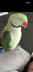 Lost Male Bird last seen Elizabeth place Cronulla , Cronulla, NSW 2230