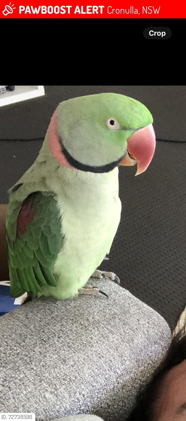 Lost Male Bird last seen Elizabeth place Cronulla , Cronulla, NSW 2230