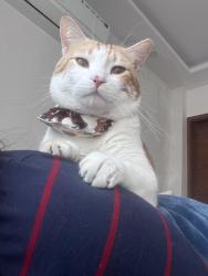 Lost Male Cat last seen near dda market arjun nagar, New Delhi, DL 110029
