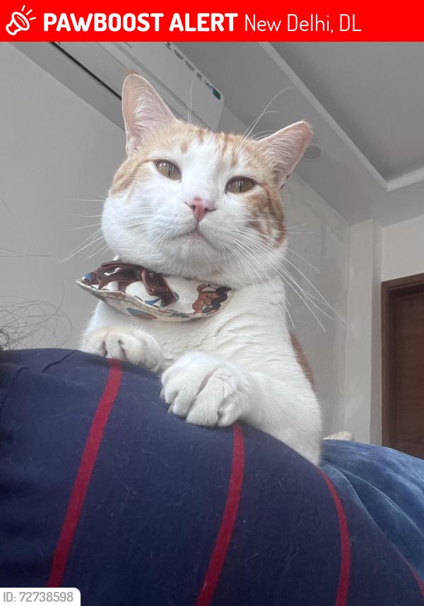 Lost Male Cat last seen near dda market arjun nagar, New Delhi, DL 110029