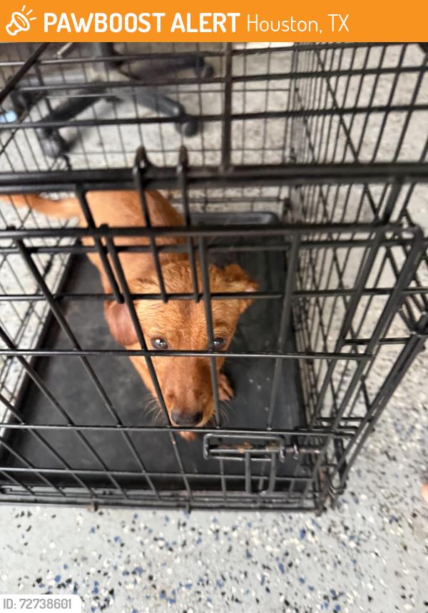 Found/Stray Male Dog last seen Brunswick meadows Dr and Brunswick point lane, Houston, TX 77047