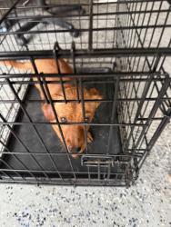 Found/Stray Male Dog last seen Brunswick meadows Dr and Brunswick point lane, Houston, TX 77047