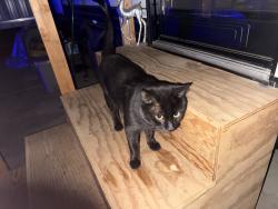 Found/Stray Male Cat last seen Calle de Caballos & Malone, Menifee, CA 92585