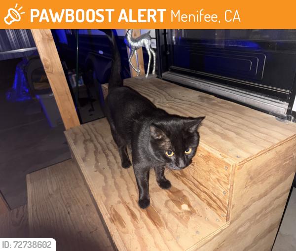 Found/Stray Male Cat last seen Calle de Caballos & Malone, Menifee, CA 92585