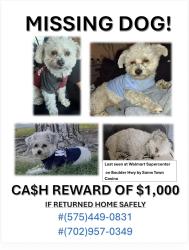 Lost Male Dog last seen Nellis and Harmon, Las Vegas, NV 89122