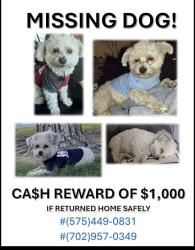 Lost Male Dog last seen Bolder highway , Las Vegas, NV 89104