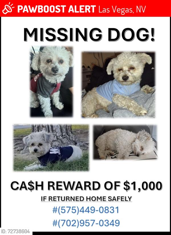 Lost Male Dog last seen Bolder highway , Las Vegas, NV 89104