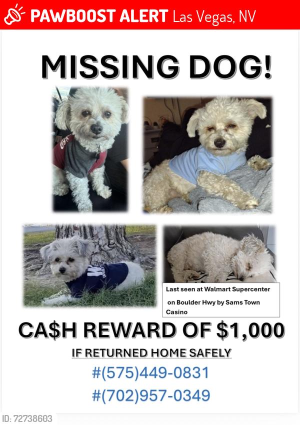 Lost Male Dog last seen Nellis and Harmon, Las Vegas, NV 89122