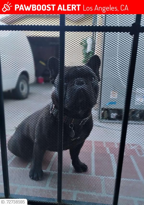 Lost Male Dog last seen Normandie, w 68th st los Angeles CA 90047, Los Angeles, CA 90044