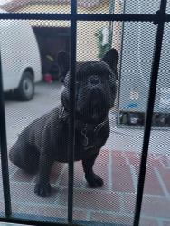 Lost Male Dog last seen Normandie, w 68th st los Angeles CA 90047, Los Angeles, CA 90044