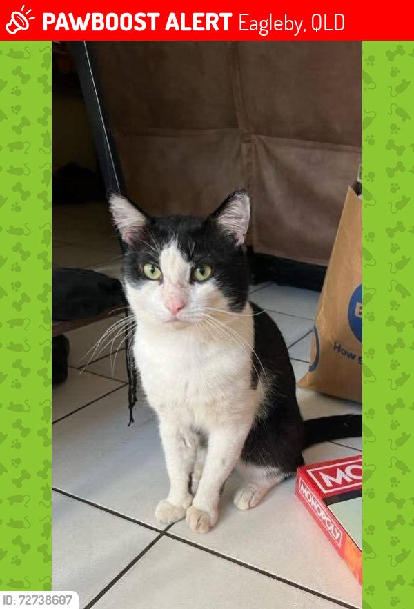 Lost Male Cat last seen Riverhills road Eagleby , Eagleby, QLD 4207