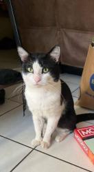 Lost Male Cat last seen Riverhills road Eagleby , Eagleby, QLD 4207