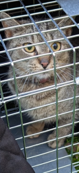 Found/Stray Female Cat last seen Near 40th and Pine intersection, Philadelphia, PA 19104