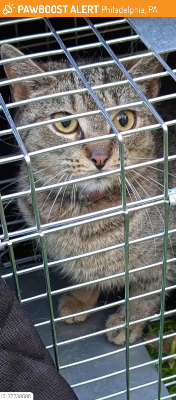 Found/Stray Female Cat last seen Near 40th and Pine intersection, Philadelphia, PA 19104