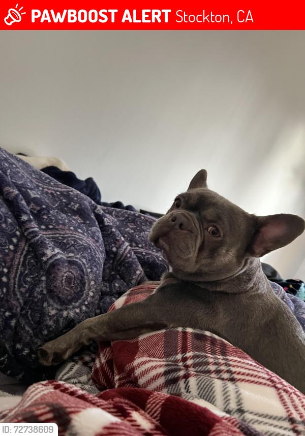 Lost Female Dog last seen W creek, Kelly Dr , Stockton, CA 95209