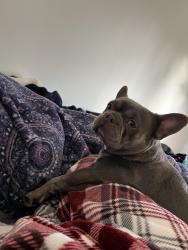 Lost Female Dog last seen W creek, Kelly Dr , Stockton, CA 95209