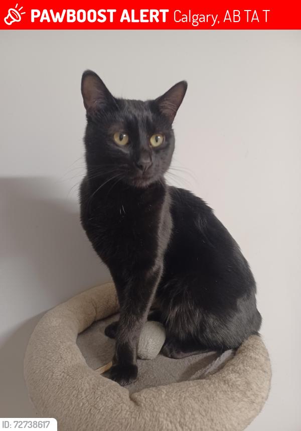 Lost Male Cat last seen Near Penswood Rd SE, Calgary, AB T2A 4T7, Calgary, AB T2A 4T7