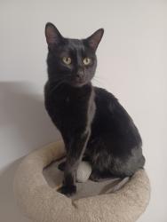Lost Male Cat last seen Near Penswood Rd SE, Calgary, AB T2A 4T7, Calgary, AB T2A 4T7