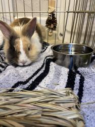 Found/Stray Unknown Rabbit last seen 50th and 11th Ave , Sacramento, CA 95820