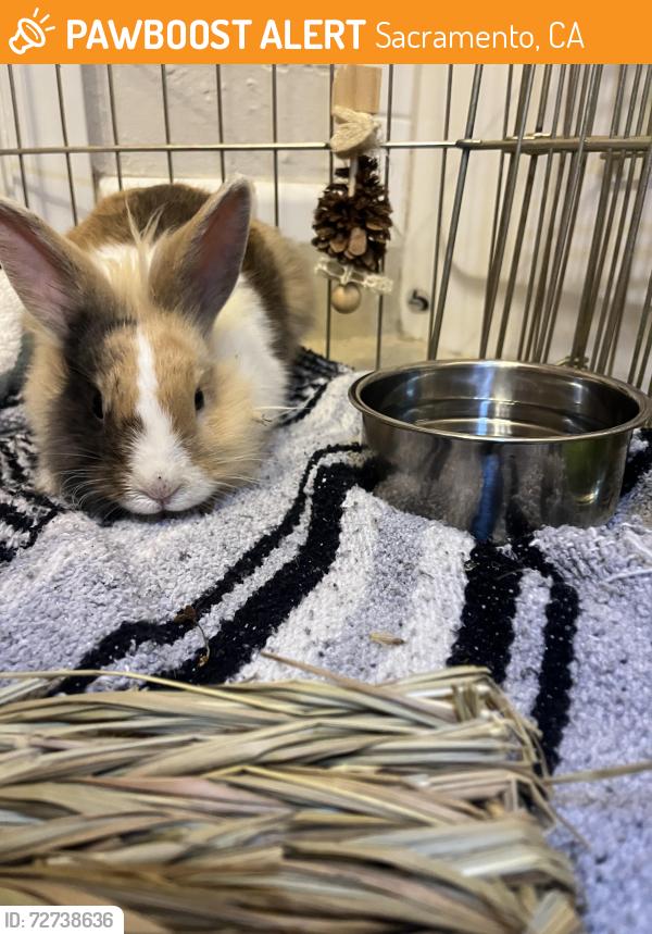 Found/Stray Unknown Rabbit last seen 50th and 11th Ave , Sacramento, CA 95820