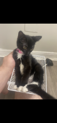 Lost Female Cat last seen Dorothy ave NE and Rohn ave NE, Canton, OH 44709