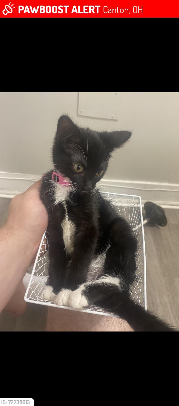 Lost Female Cat last seen Dorothy ave NE and Rohn ave NE, Canton, OH 44709