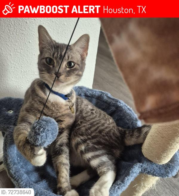 Lost Female Cat last seen Seen from the fences connected to Dover pointe, Houston, TX 77049