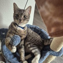 Lost Female Cat last seen Seen from the fences connected to Dover pointe, Houston, TX 77049