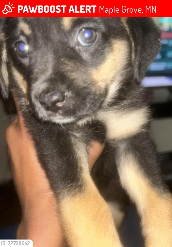 Lost Female Dog last seen Near holly hedge dr apt 2 , Maple Grove, MN 55369