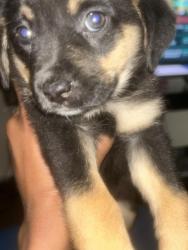 Lost Female Dog last seen Near holly hedge dr apt 2 , Maple Grove, MN 55369
