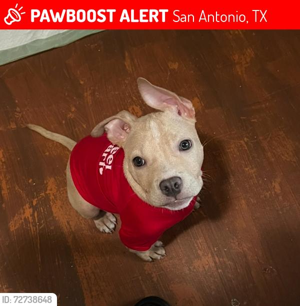 Lost Female Cat last seen crystal st , San Antonio, TX 78211