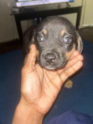 Found/Stray Female Dog last seen Raleigh Lagrange Covington pike Avery park apmts , Memphis, TN 38128