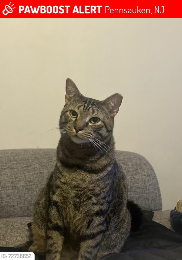 Lost Male Cat last seen Delair st, Pennsauken, NJ 08110