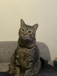 Lost Male Cat last seen Delair st, Pennsauken, NJ 08110