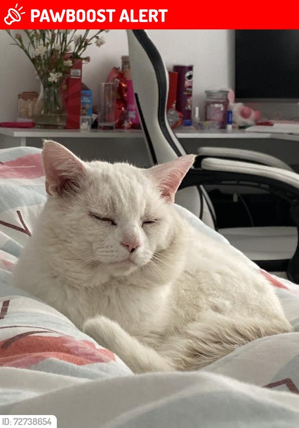Lost Male Cat last seen Garthdee, Aberdeen City, Scotland AB10 7GN