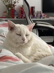 Lost Male Cat last seen Garthdee, Aberdeen City, Scotland AB10 7GN