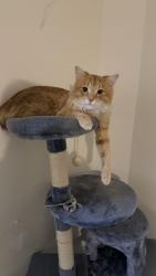 Lost Male Cat last seen Grange , Cudahy, WI 53110