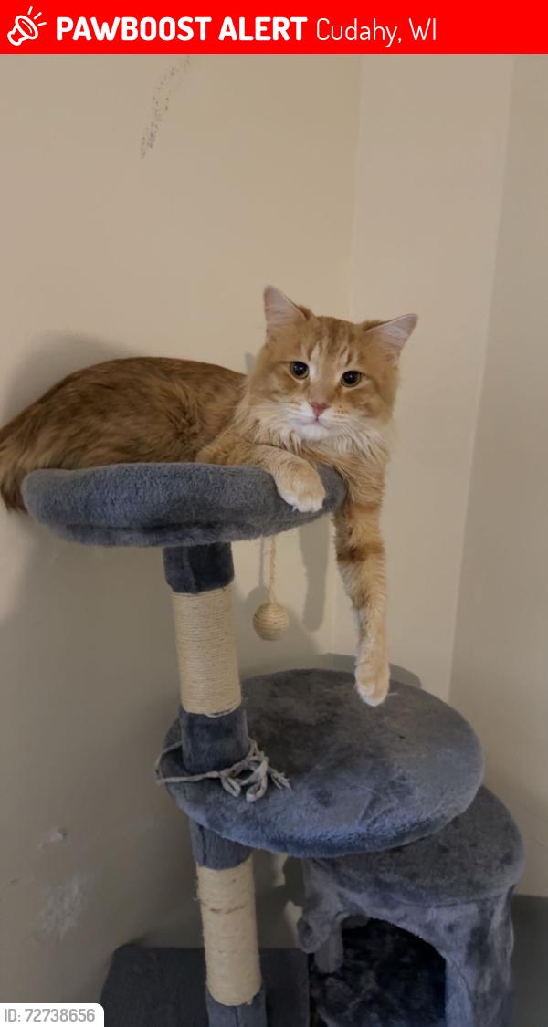 Lost Male Cat last seen Grange , Cudahy, WI 53110