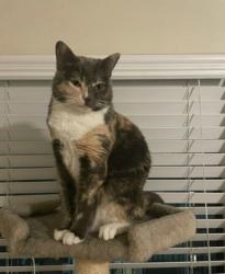 Lost Female Cat last seen Slaughter and Bilbrook, Austin, TX 78748
