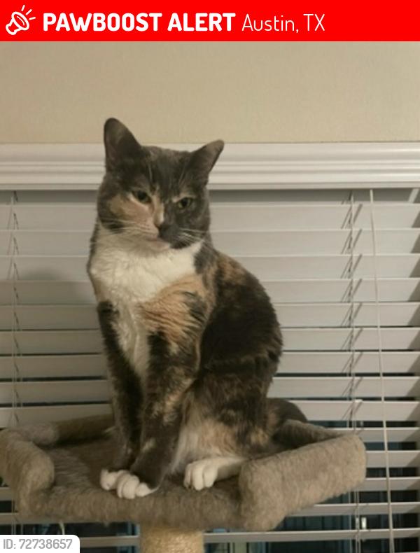 Lost Female Cat last seen Slaughter and Bilbrook, Austin, TX 78748