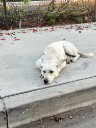 Found/Stray Male Dog last seen Near Alla Rd, Los Angeles, CA 90066, Los Angeles, CA 90066