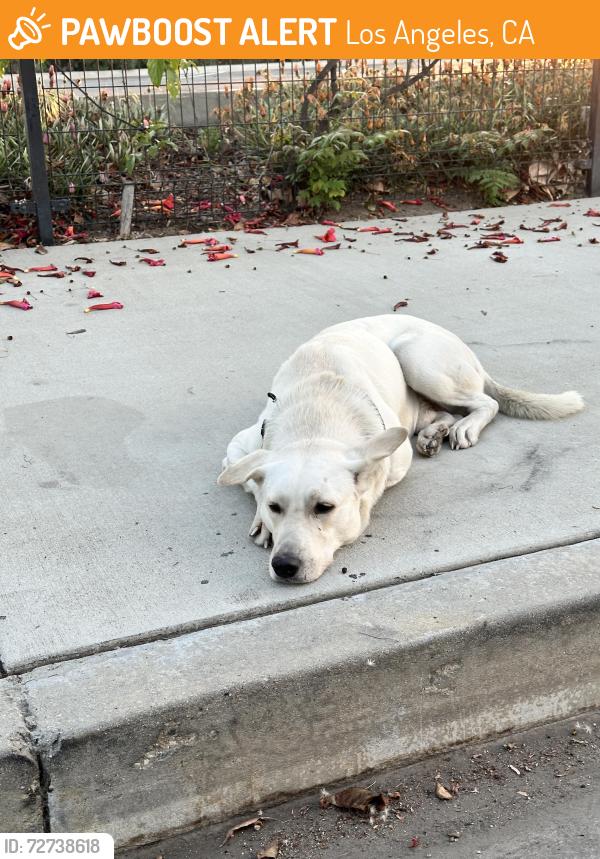 Found/Stray Male Dog last seen Near Alla Rd, Los Angeles, CA 90066, Los Angeles, CA 90066
