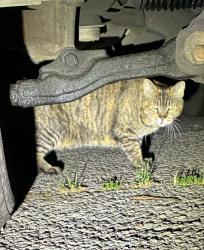 Found/Stray Unknown Cat last seen Near Greg Brown Park. , Berkeley, CA 94703