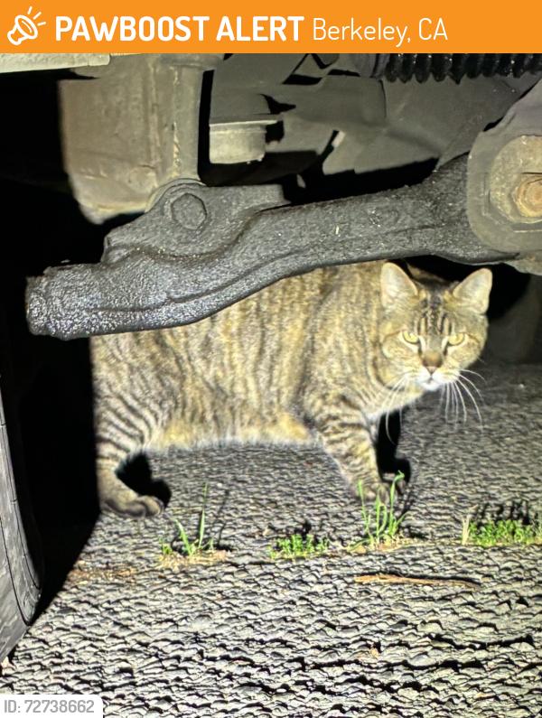 Found/Stray Unknown Cat last seen Near Greg Brown Park. , Berkeley, CA 94703