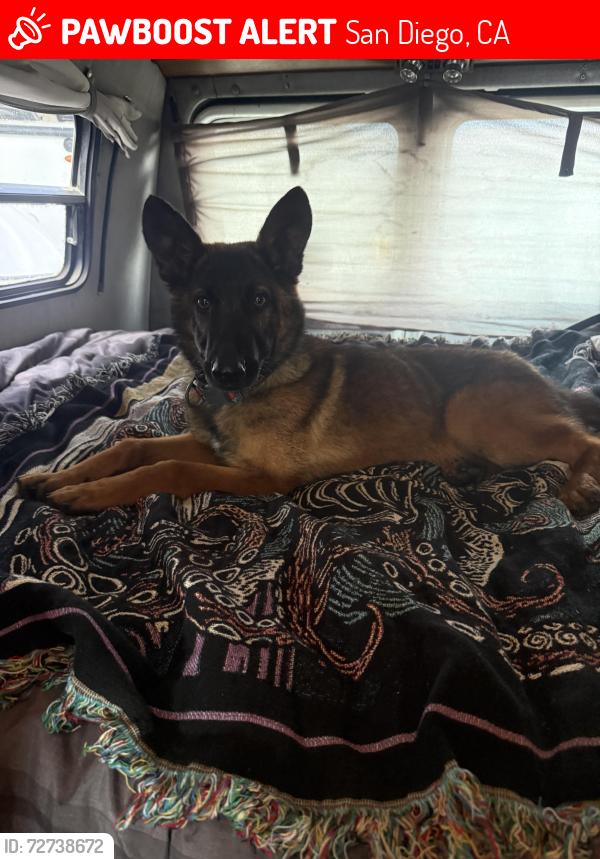 Lost Male Dog last seen Cedar and Ninth, San Diego, CA 92101